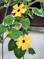 Impessionen am Fischerwirt