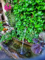 Impessionen am Fischerwirt