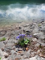 Zierliche Glockenblume