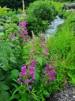 Weidenröschen - Impressionen 