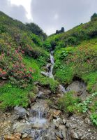 Alpenrosen am Wasserfall