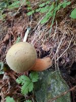 Brandberg bei Mayrhofen