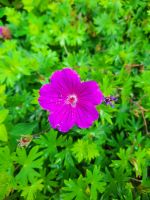 Blut - Storchenschnabel