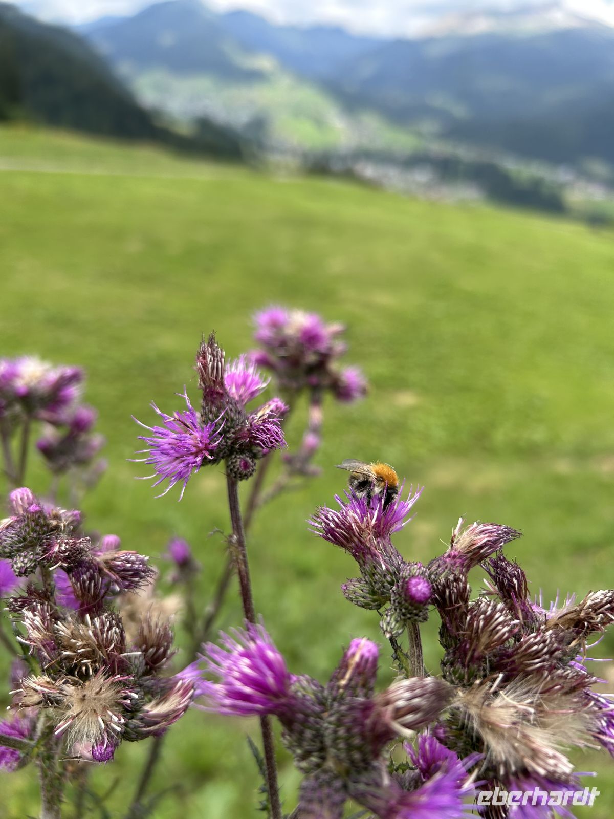 auf dem Riezler Panoramaweg nach Riezlern