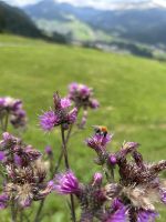 auf dem Riezler Panoramaweg nach Riezlern