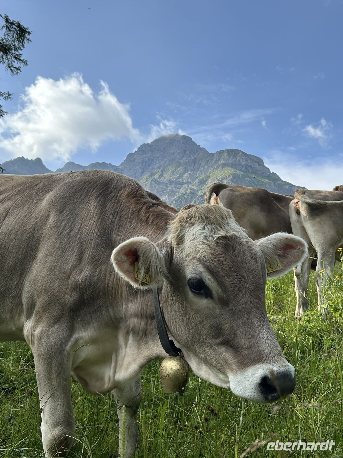 Aufstieg zum Hochalppass