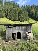 Aufstieg zum Hochalppass