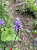 Gepunktetes Knabenkraut