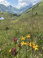 Blütenpracht auf dem Simmel