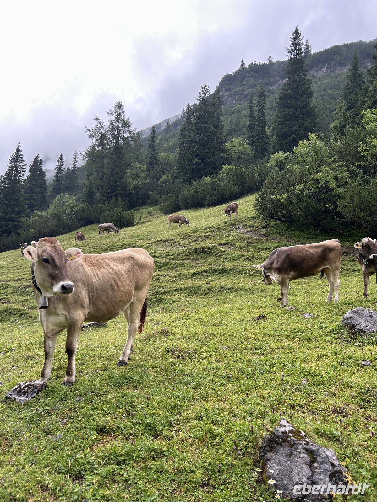 glückliche Kühe im Plötzingtal