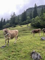 glückliche Kühe im Plötzingtal