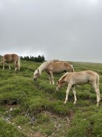 neugierige Haflinger im Plötzingtal