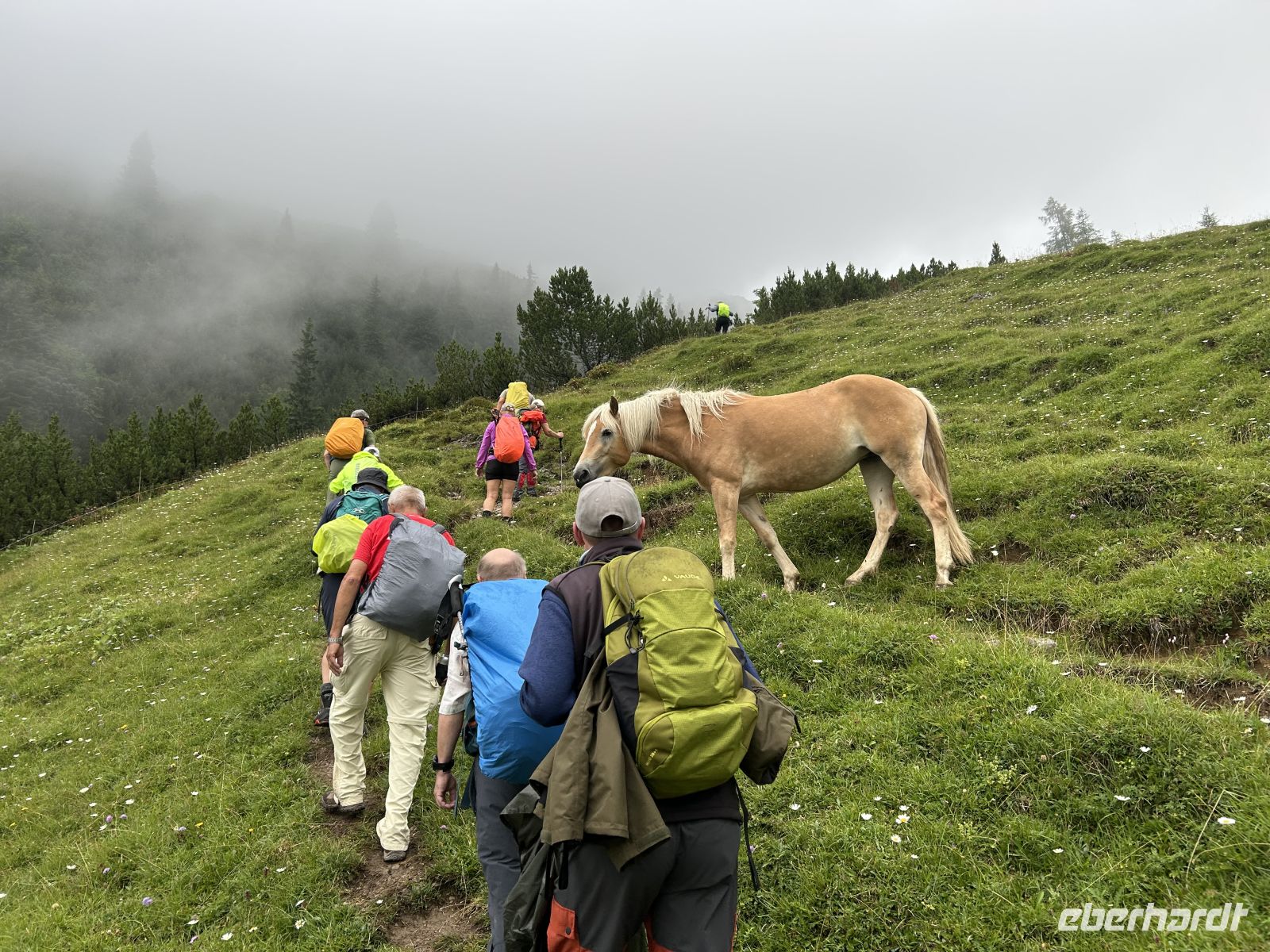 neugierige Haflinger im Plötzingtal
