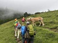 neugierige Haflinger im Plötzingtal