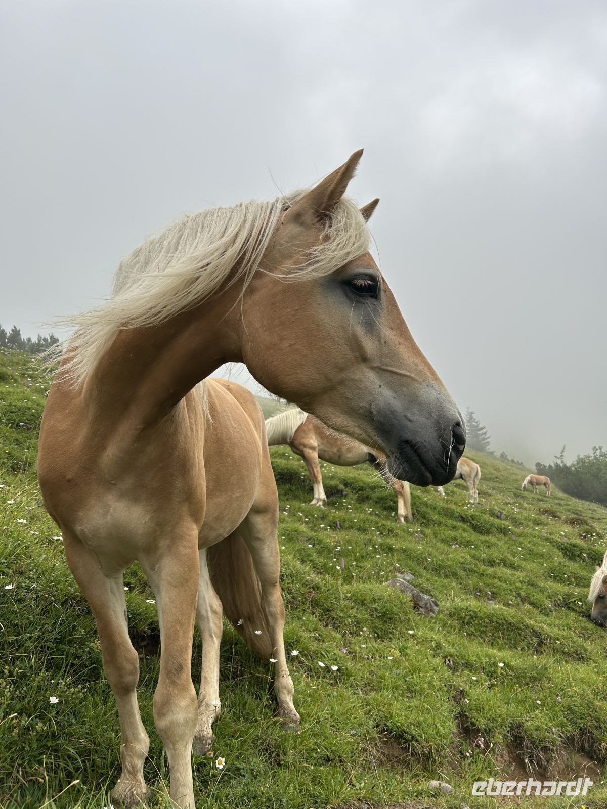 neugierige Haflinger im Plötzingtal