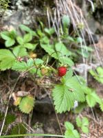 Wald-Erdbeeren