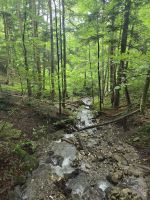 Waldwege auf dem Höhenweg um den Tegernsee