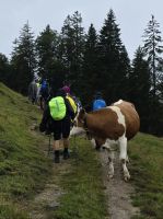 Auf der Goaßalm in Richtung Blaubergalm auf 1113 m Höhe