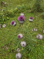 Blühende Disteln, Alpenüberquerung
