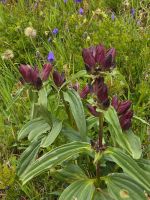Die Natur erwacht nach dem Regen auf dem Höhenweg nach Hochfügen