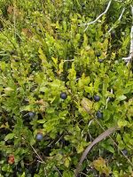 Wegzehrung - Blaubeeren wuchsen überall Wanderung auf dem Höhenweg nach Hochfügen