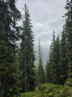 Wieder Waldgrenze erreicht auf dem Abstieg nach Hochfügen