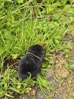 Unser kleiner neugieriger Maulwurf