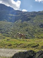 Wanderung durchs Gletschertal zum Pfitscherjochhaus 