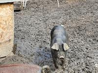 7.Etappe, vom Pfitschtal nach Sterzing, glückliche Schweine im Freilauf