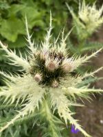 Alpen-Kratzdistel