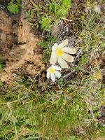 Alpenanemone