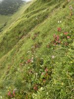 Alpenblumen 