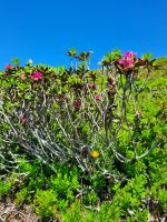 Alpenrose
