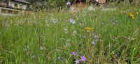 Blumenwiese im Pfitschtal