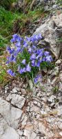Glockenblume