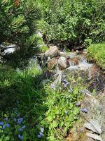 Glockenblumen