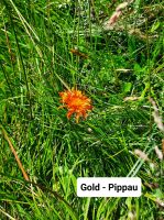 Gold Pippau