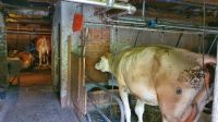Kuhstall im Bauernhaus in Stein
