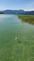 Schwan auf Futtersuche im Tegernsee