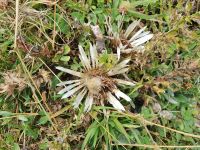 Silberdistel
