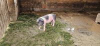 lustiges Schwein an der Blaubergalm