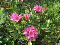 Überall blühen die Alpenrosen