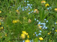 Blumenwiese