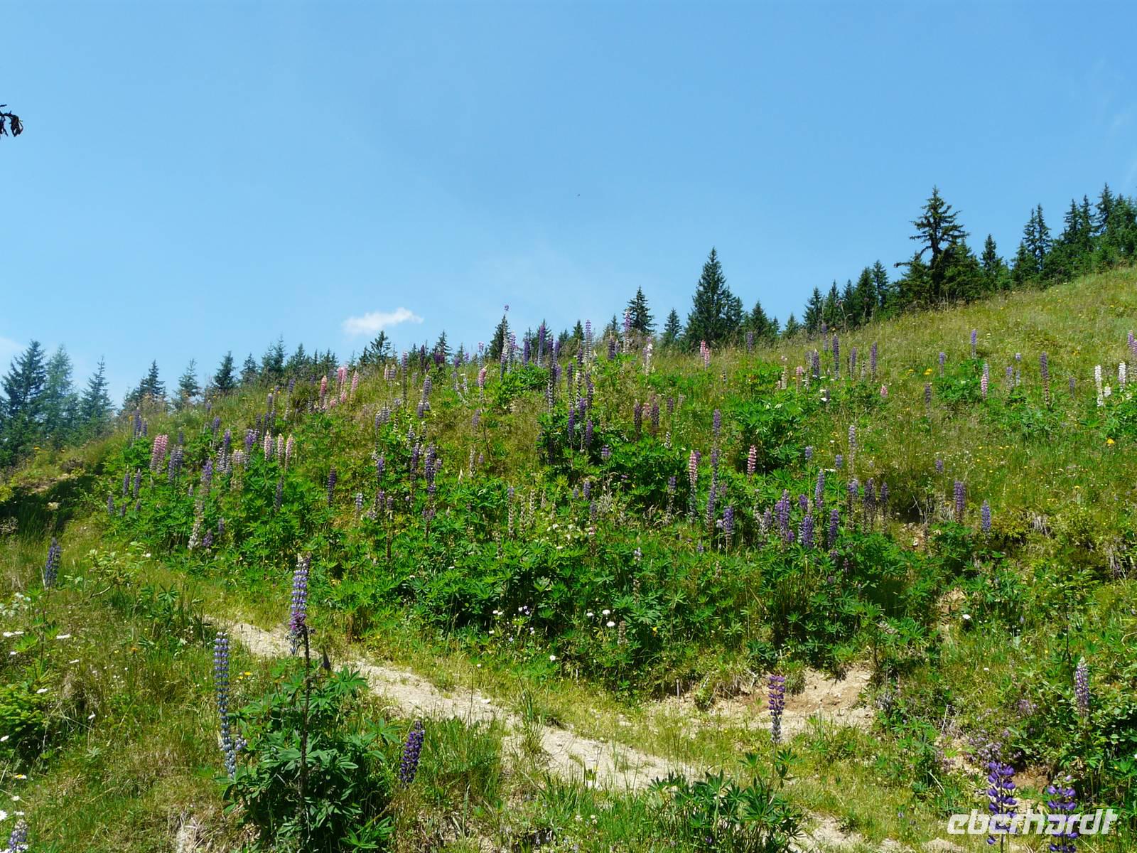 Wanderung zur Schwalbenwand