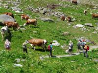 Wanderung zur Fürthermoaralm