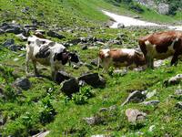 Wanderung zur Fürthermoaralm