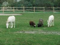 ... und weiße Barockesel