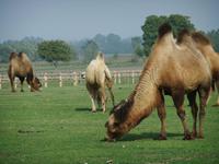 Im Gutshof leben Trampeltiere...