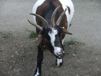 ...Ziegen mit vier Hörnern...