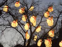 Viele Bäume im Rathauspark sind beleuchtet